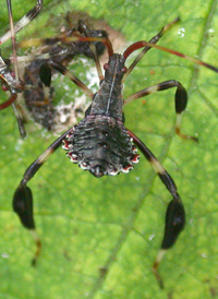 Acanthocephala terminalis